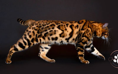 Rosetted Bengal kittens Texas – exotic and affectionate kittens for sale